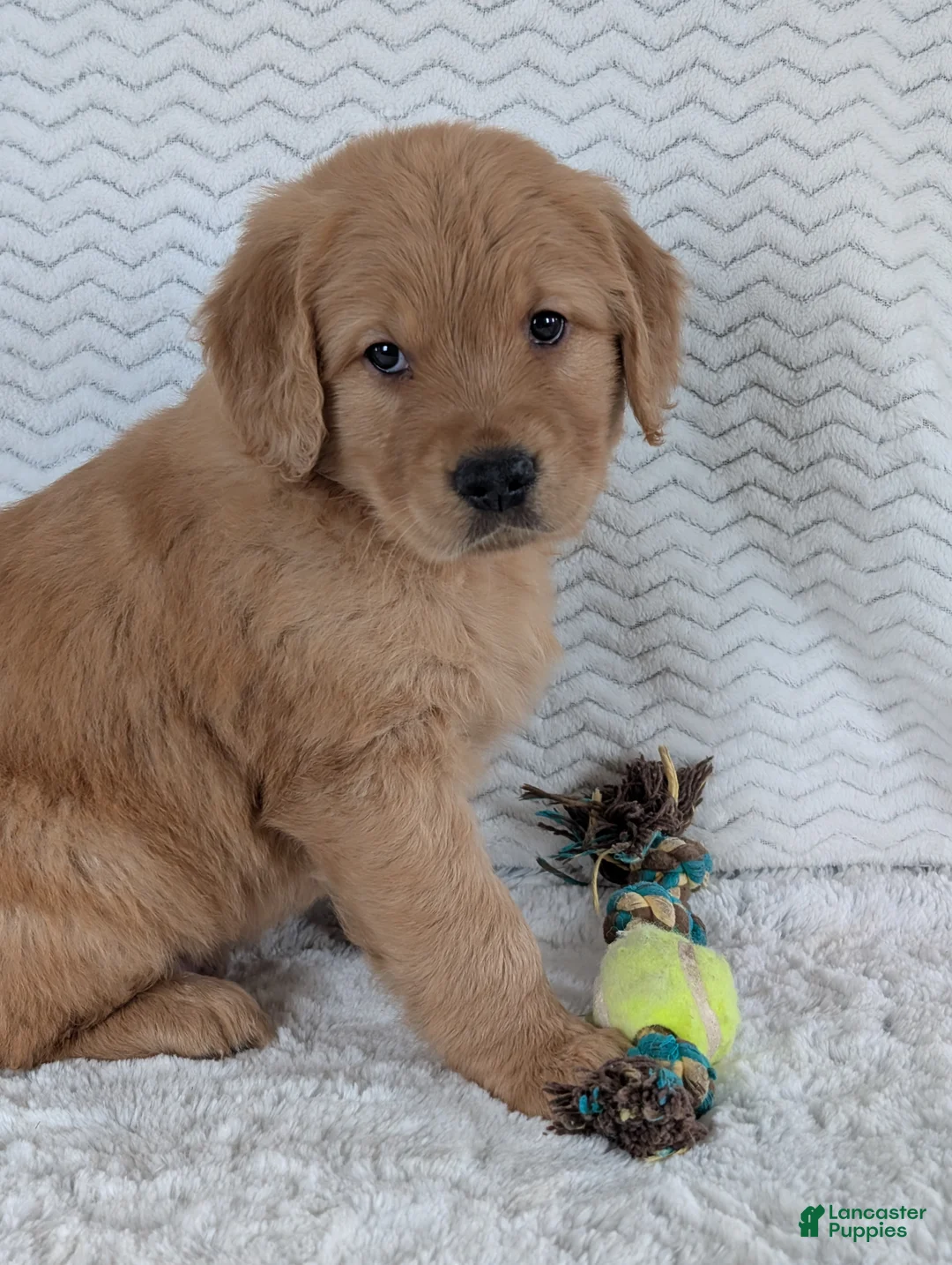 Golden Retriever dogs for sale: Parker  - Ad 9