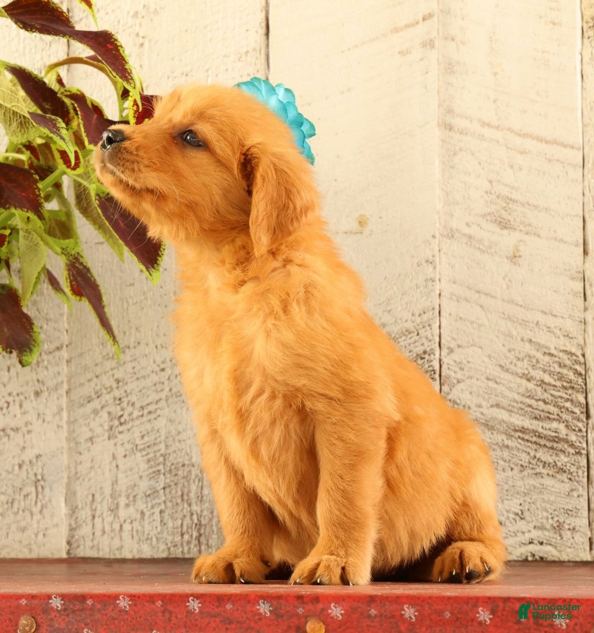 Golden Retriever dogs Nellie - Ad 1