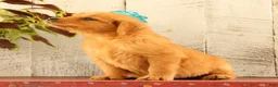 Golden Retriever dogs for sale: Nellie - Ad 1