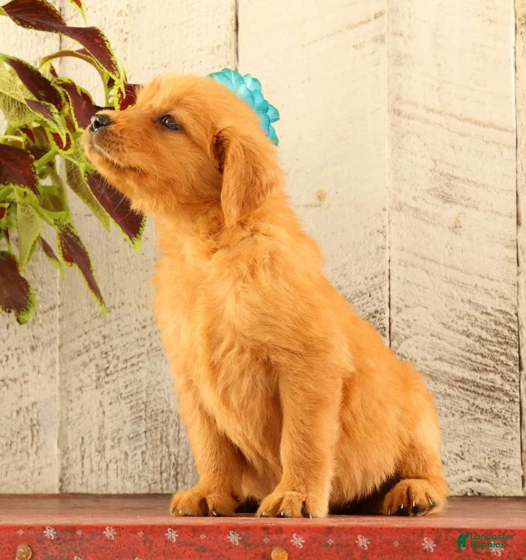 Golden Retriever dogs for sale: Nellie - Ad 1