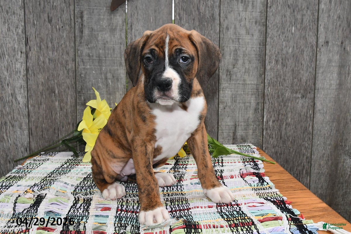 Boxer dogs Bucky - Ad 1
