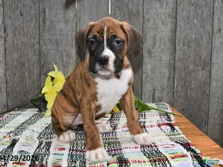 Boxer dogs for sale: Bucky - Ad 1