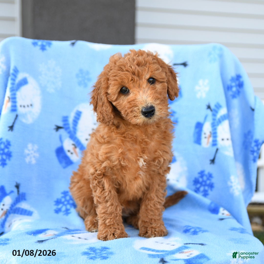 Mini Goldendoodle dogs for sale: Waffle - Ad 5