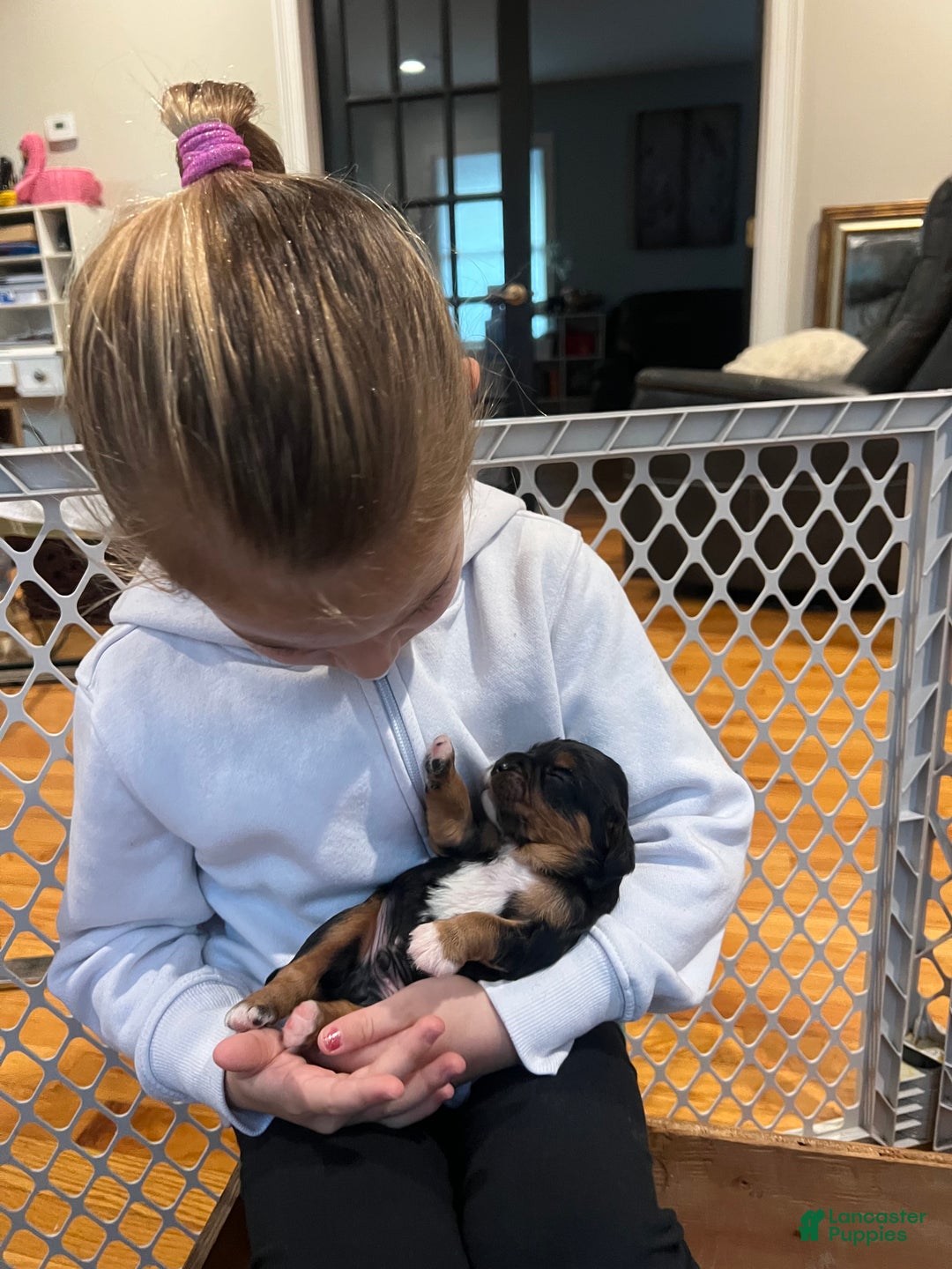 Cavalier King Charles Spaniel dogs for sale: Boy 1 - Ad 1