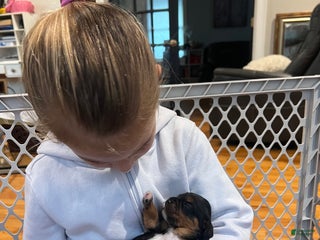 Cavalier King Charles Spaniel dogs Boy 1 - Ad 11