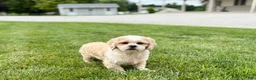 Lhasa Apso dogs for sale: Charles  - Ad 5