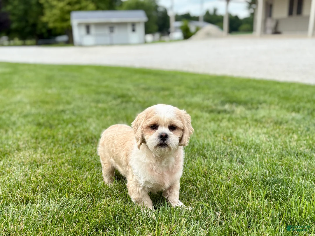Lhasa Apso dogs for sale: Charles  - Ad 5