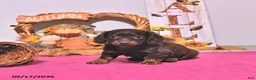 Dachshund dogs for sale: Minnie - Ad 4