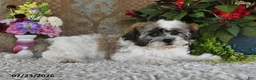 Teddy Bear dogs for sale: Duke - Ad 4