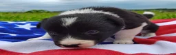 Border Collie dogs for sale: Giligan  - Ad 15