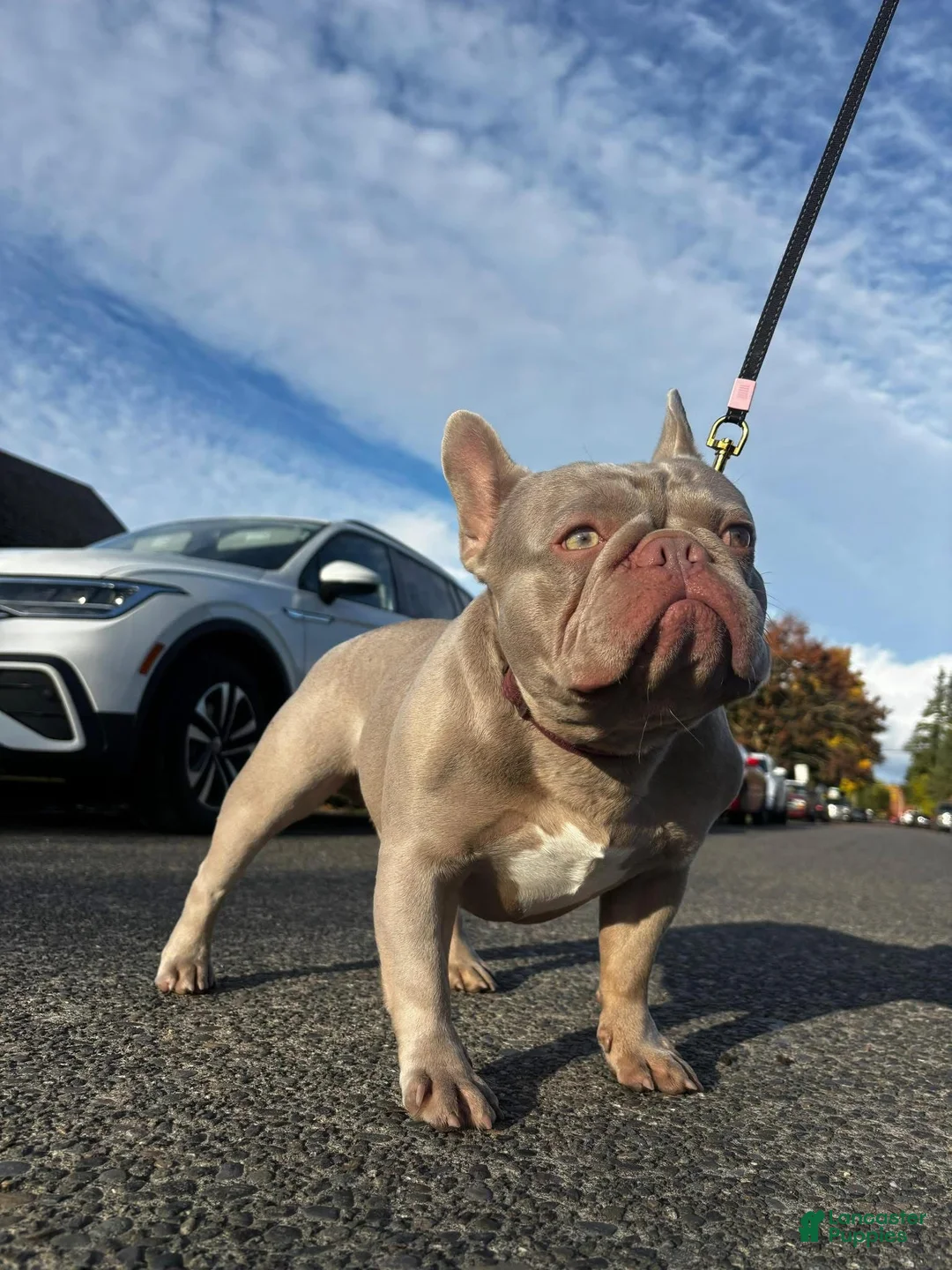French Bulldog dogs for sale: French Bulldog 4 - Ad 3
