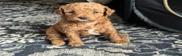 Mini Goldendoodle dogs for sale: Scarlet  - Ad 3