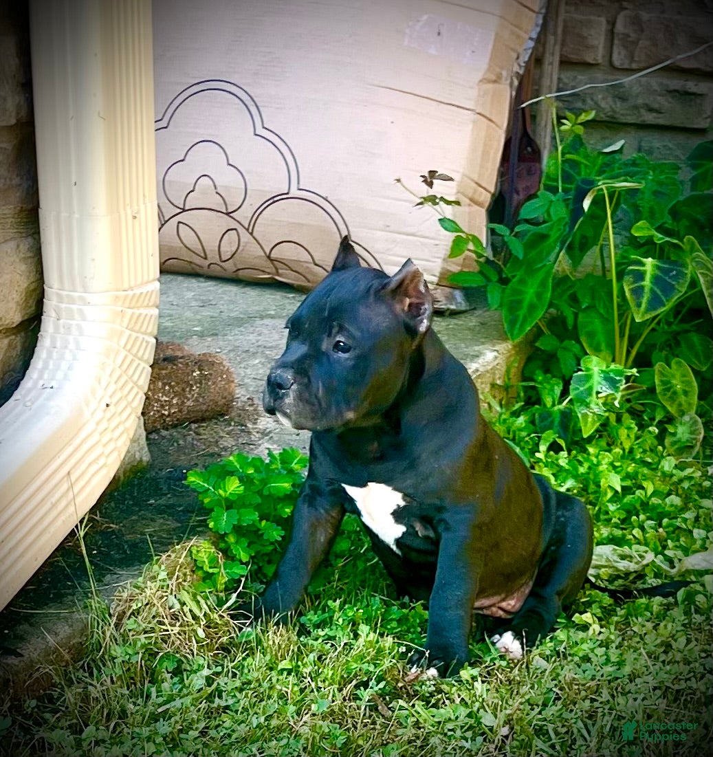 American Bully dogs American Bully Puppy “Nora” - Ad 2