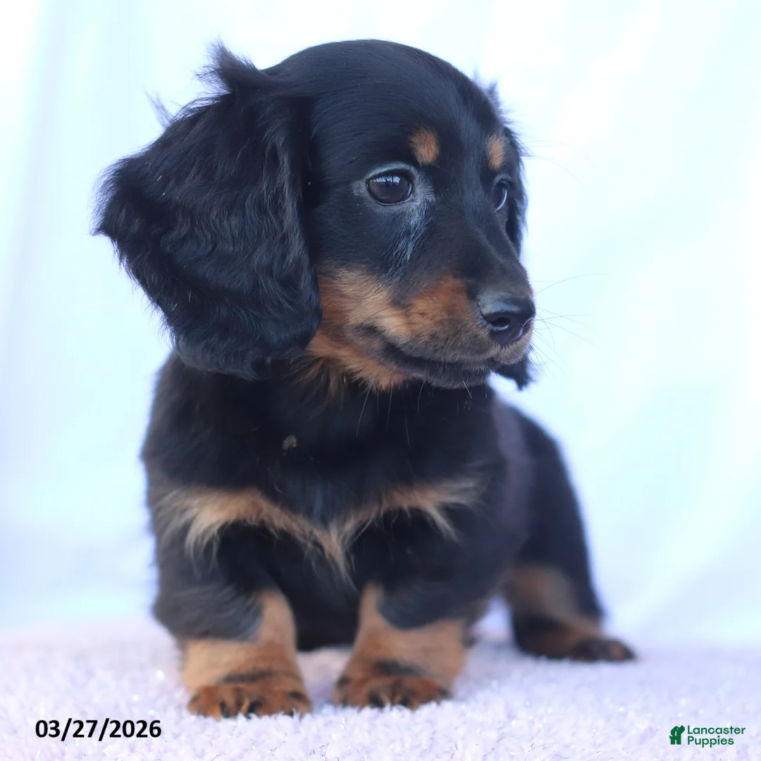 Miniature Dachshund dogs for sale: Stevie - Ad 5