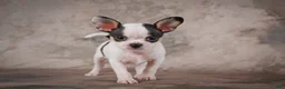 Chihuahua dogs for sale: Ernie - Ad 12