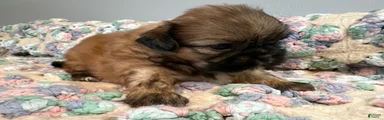 Shih Tzu 5