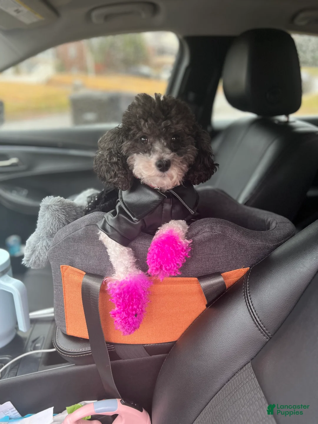 Toy Poodle dogs for sale: Toy Poodle Puppy 1 - Ad 7