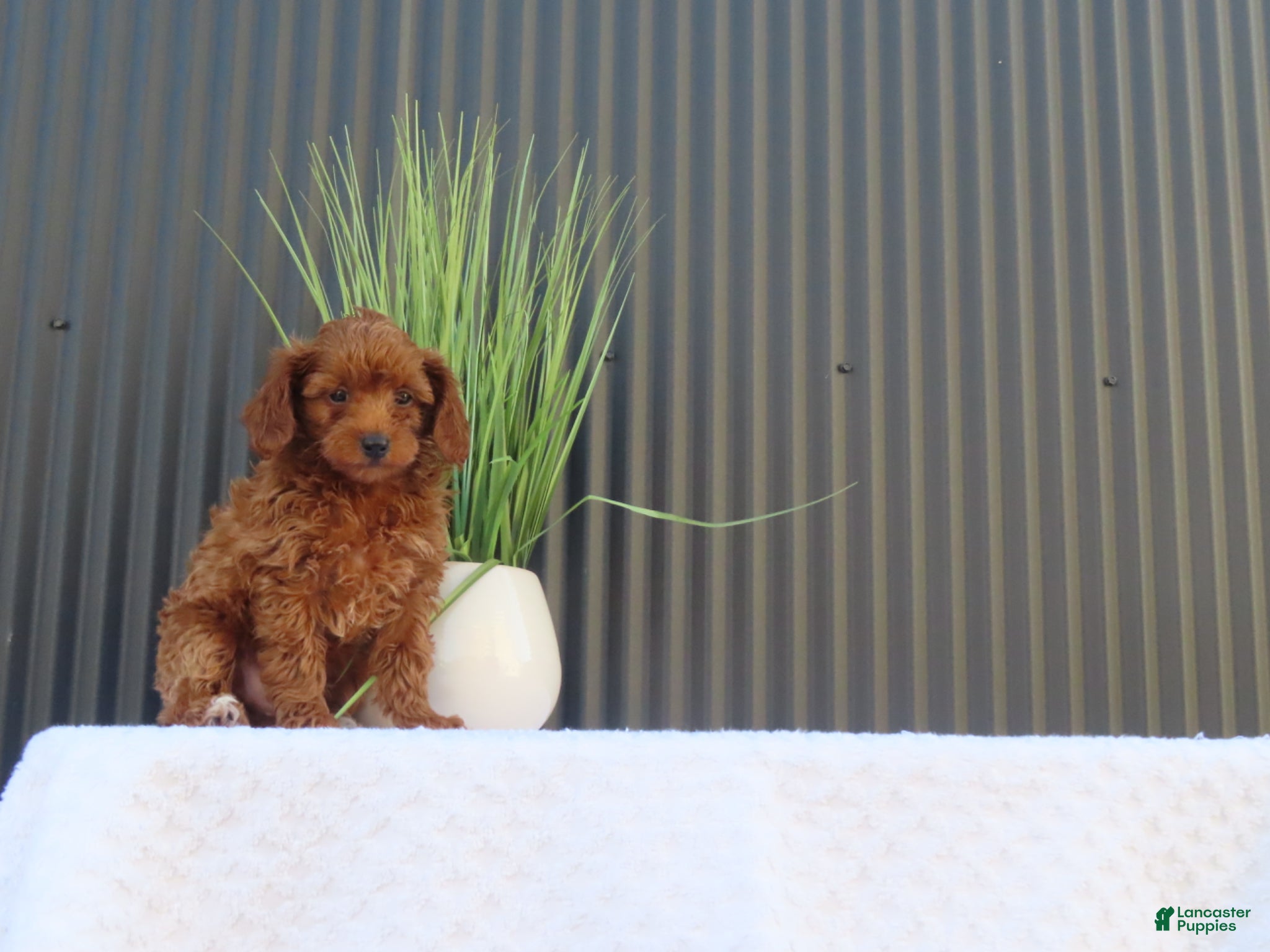 Toy Poodle dogs for sale: Billy - Ad 4