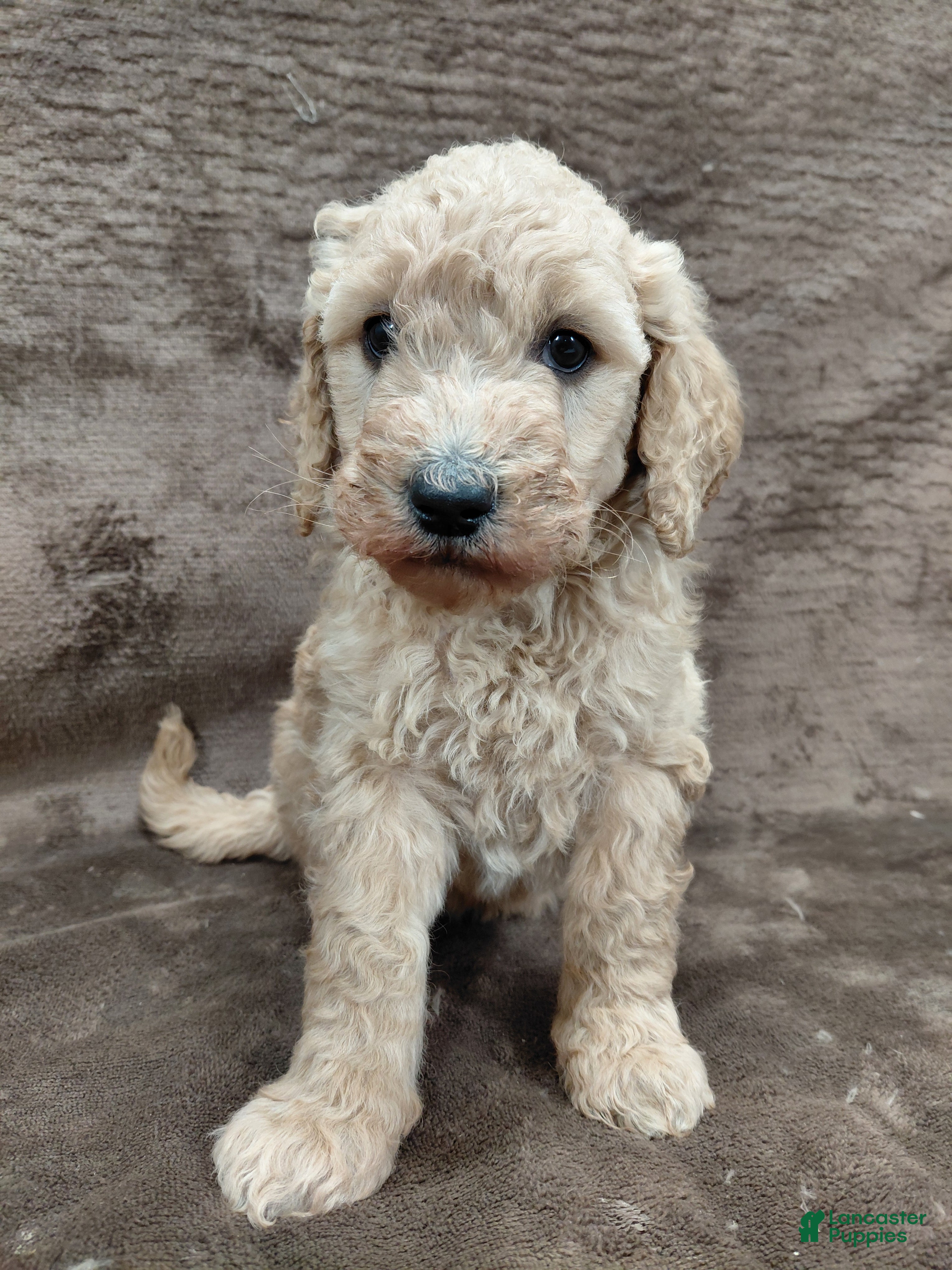 Goldendoodle dogs Francine Standard  - Ad 3