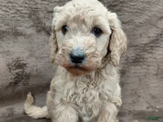 Goldendoodle dogs Francine Standard - Ad 3