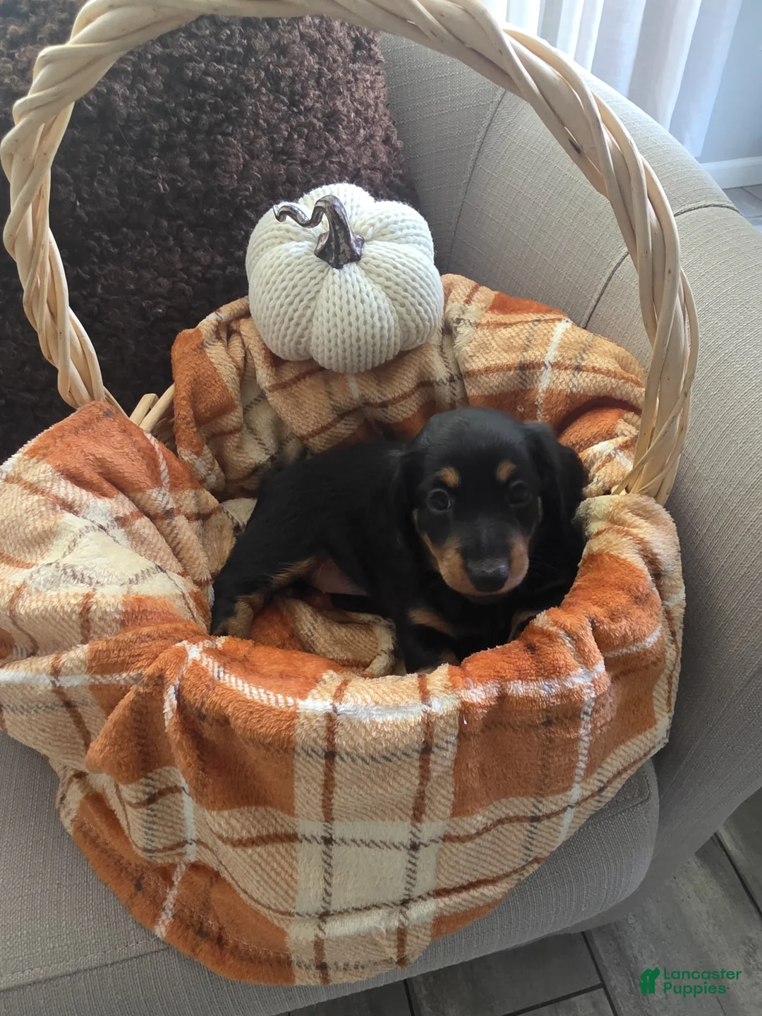 Miniature Dachshund dogs for sale: Cookie - Ad 2