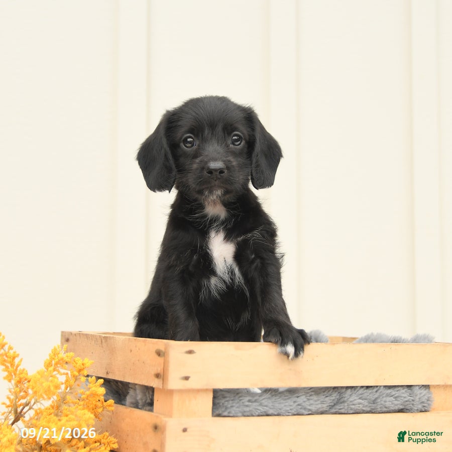 Mixed Breed dogs Faye - Ad 1