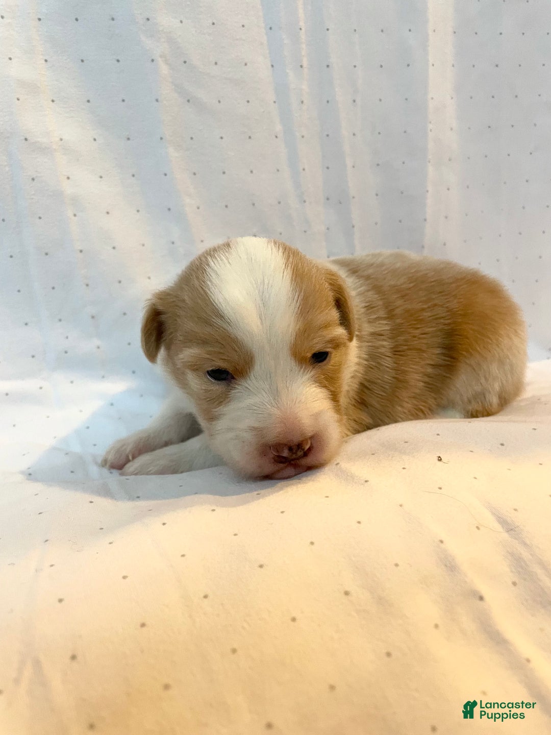 Australian Shepherd dogs for sale: Chance - Ad 24