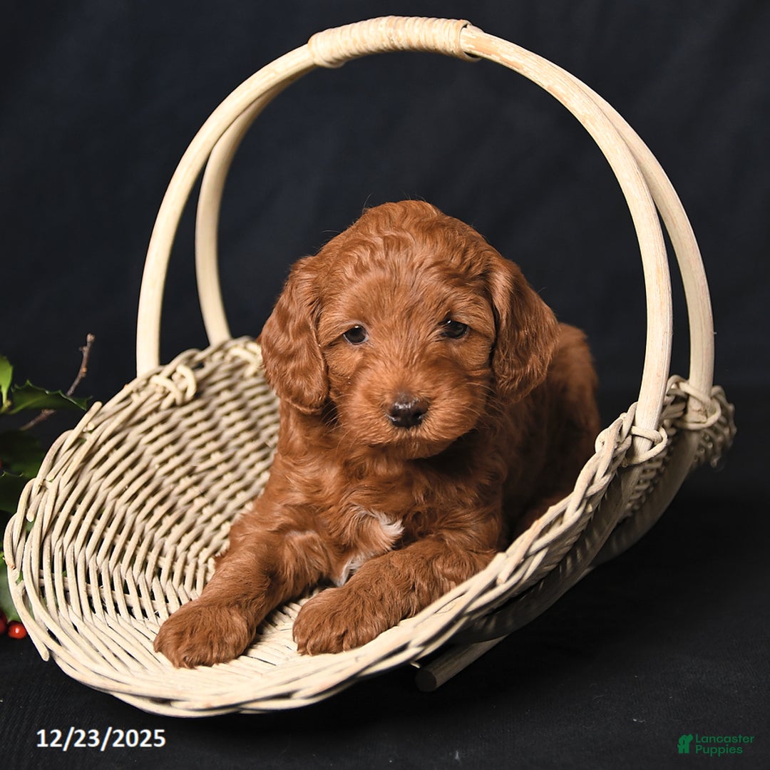 Cockapoo dogs for sale: Jewel - Ad 2