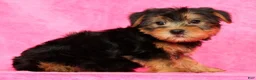 Yorkshire Terrier dogs for sale: Frisky - Ad 8