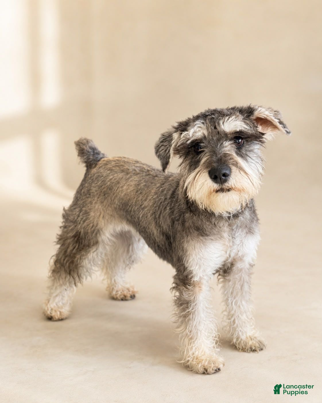 Miniature Schnauzer dogs Miniature Schnauzer 2 - Ad 2