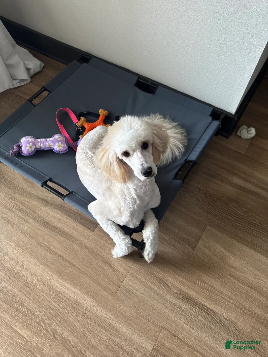 Goldendoodle dogs for sale: Goldendoodle 1 - Ad 2