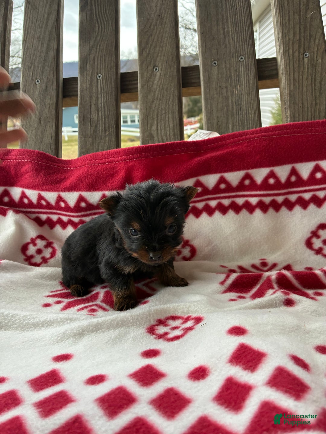 Yorkshire Terrier dogs for sale: Sky - Ad 4