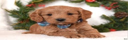 Cavapoo dogs for sale: Canyon - Ad 8