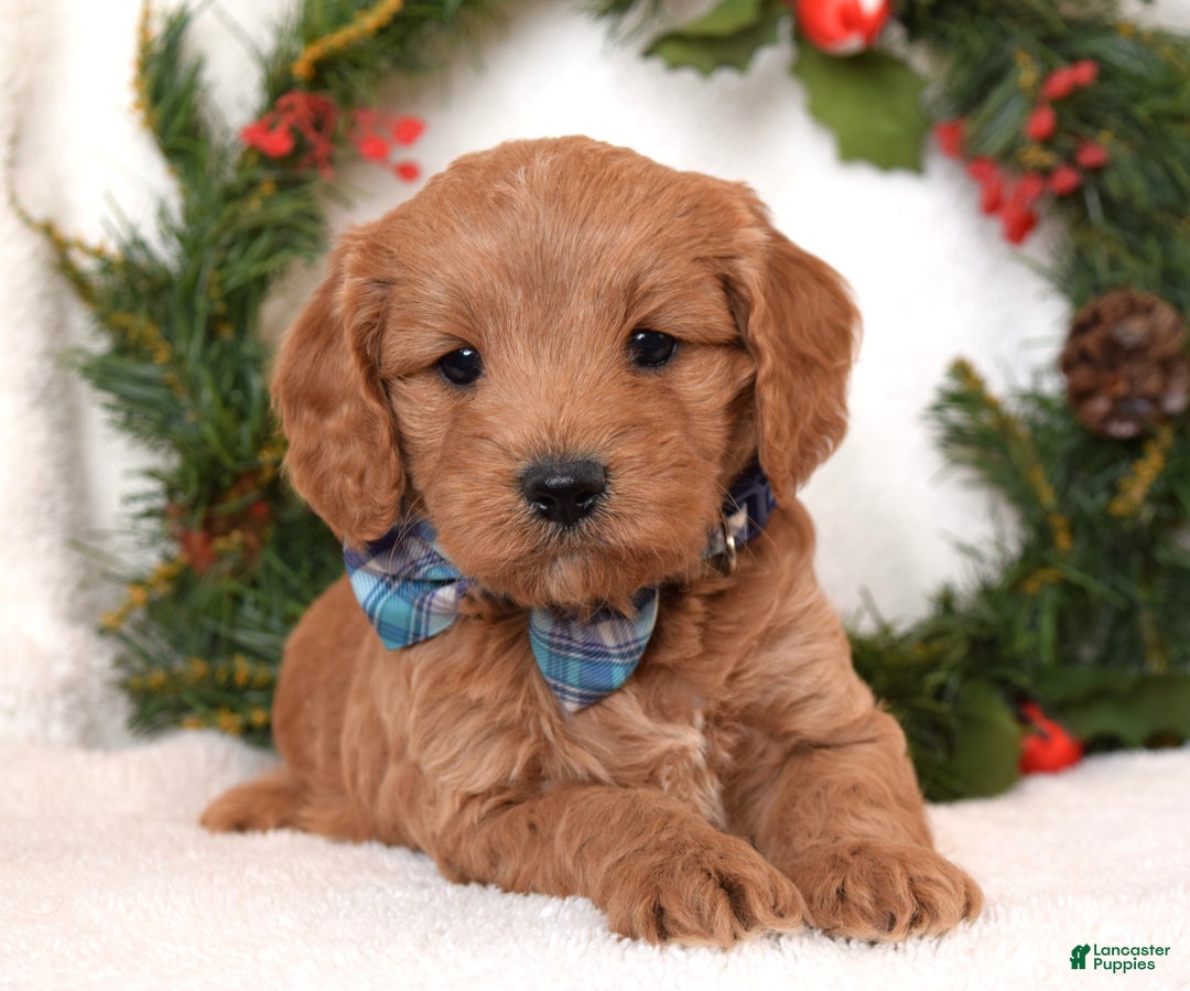 Cavapoo dogs for sale: Canyon - Ad 8