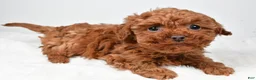 Cavapoo dogs for sale: Rebecca - Ad 4