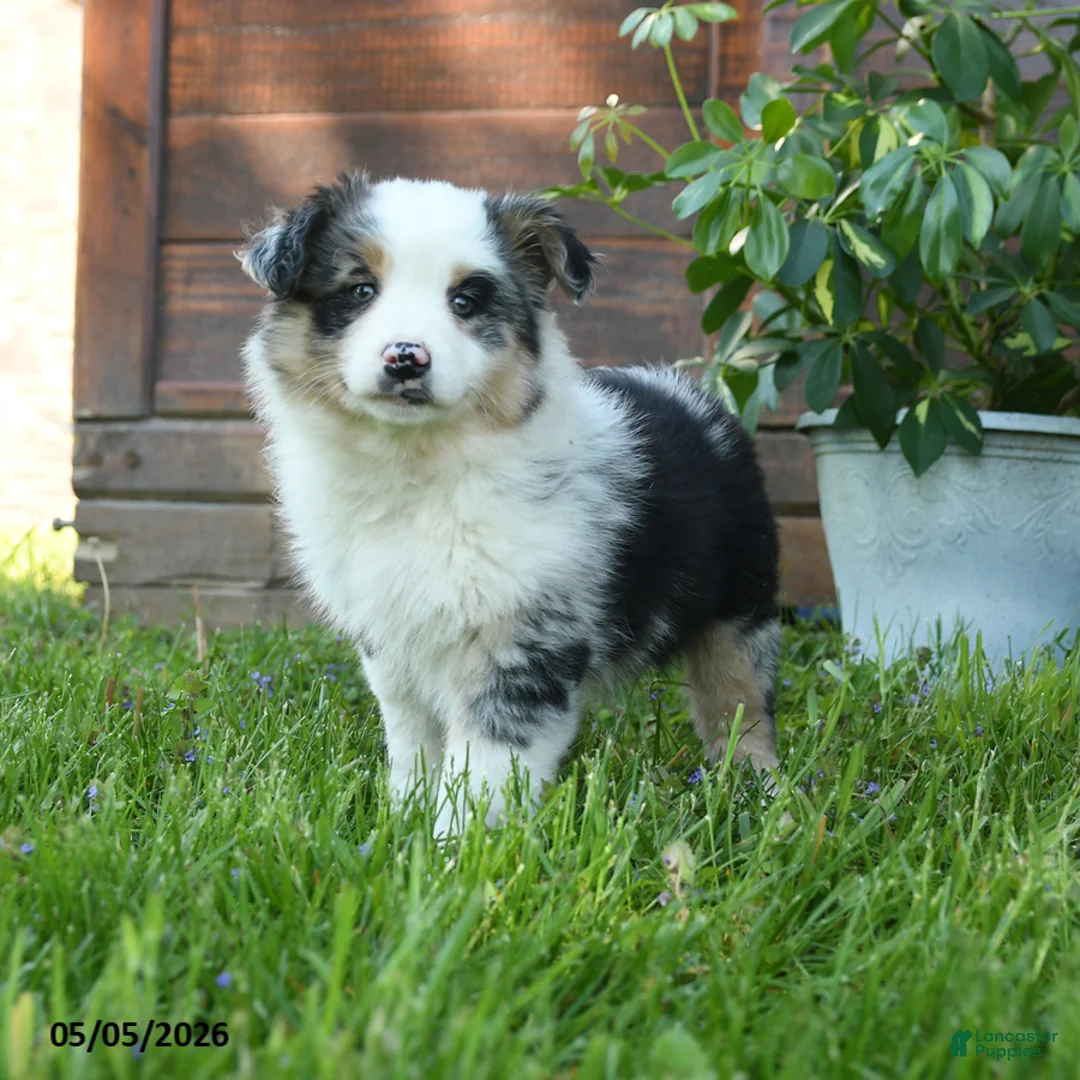 Australian Shepherd dogs for sale: Charlotte - Ad 3