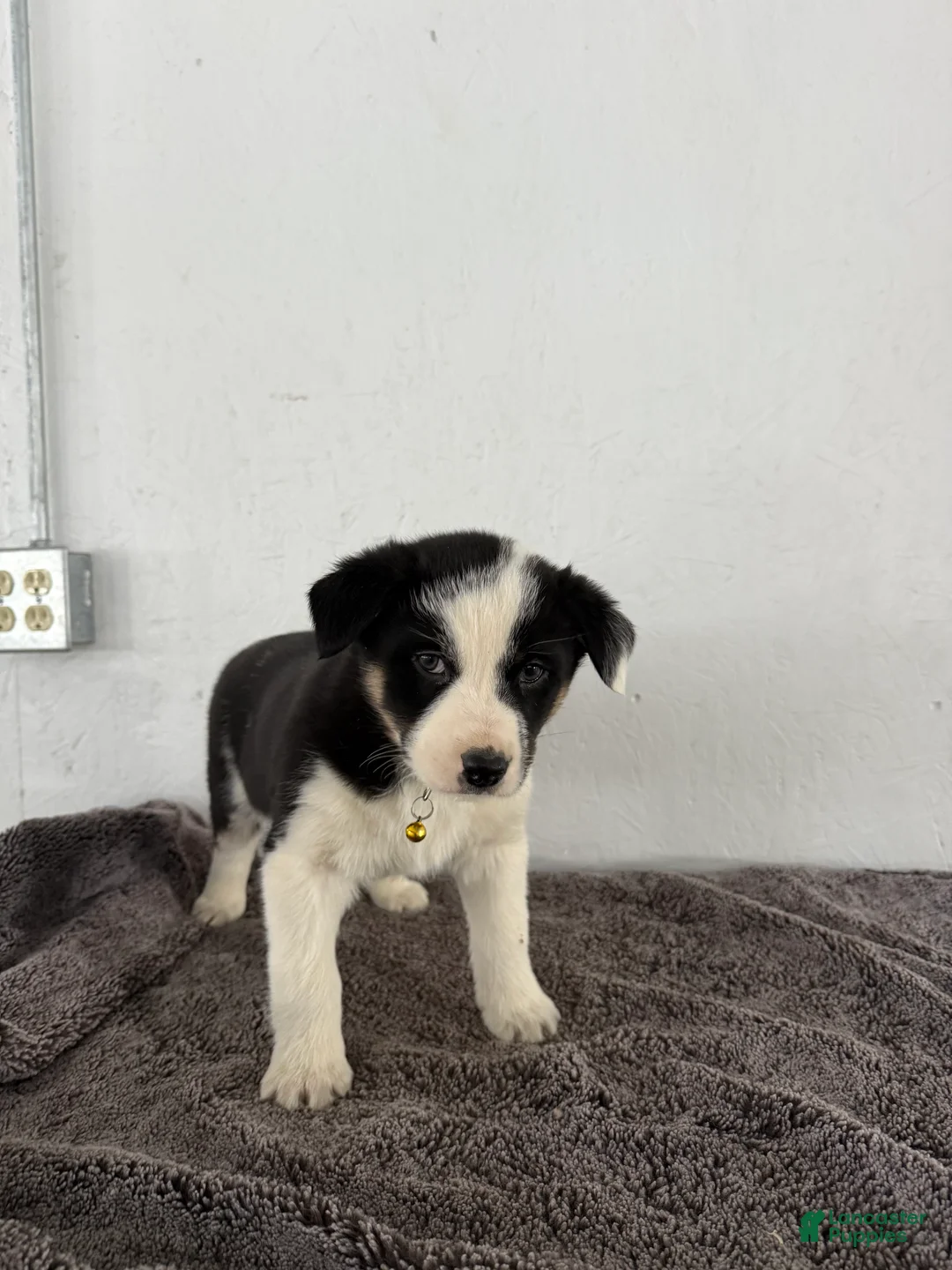 Mixed Breed dogs for sale: Panda - Ad 7