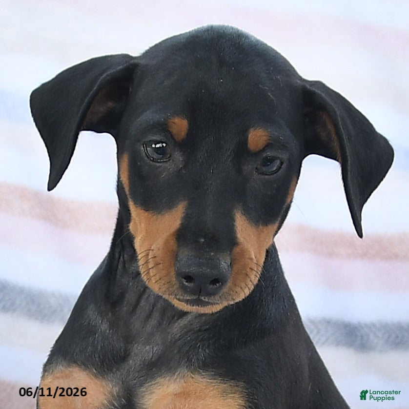 Miniature Pinscher dogs Charlie - Ad 2
