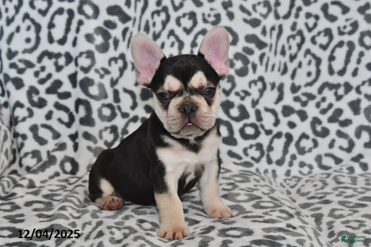 French Bulldog dogs Loni - Ad 41