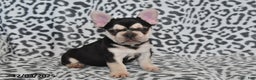 French Bulldog dogs for sale: Loni - Ad 1