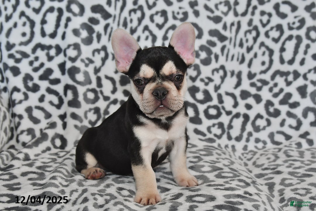 French Bulldog dogs for sale: Loni - Ad 1