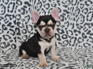 French Bulldog dogs Loni - Ad 27