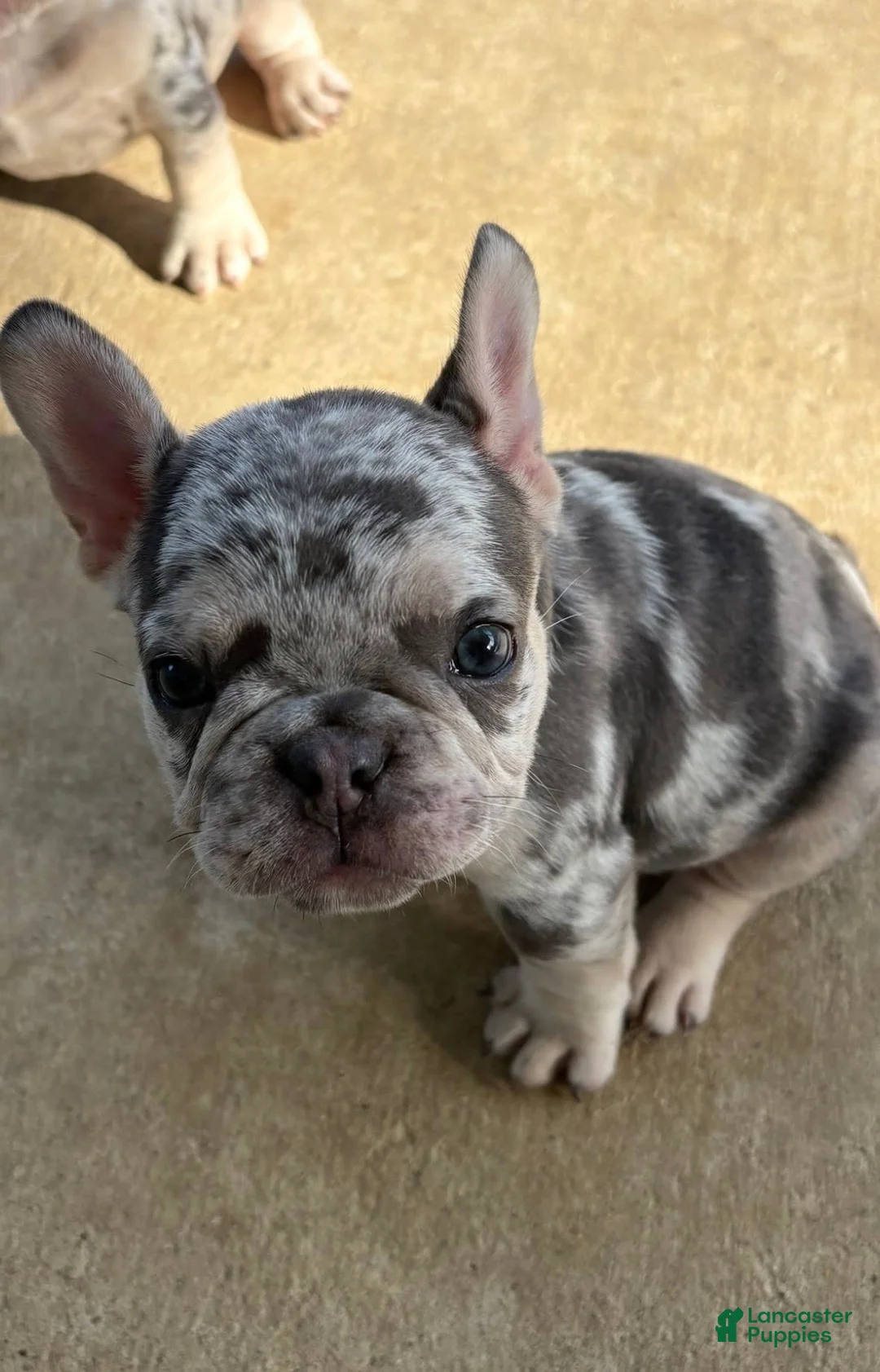 French Bulldog dogs for sale: Honey - Ad 2