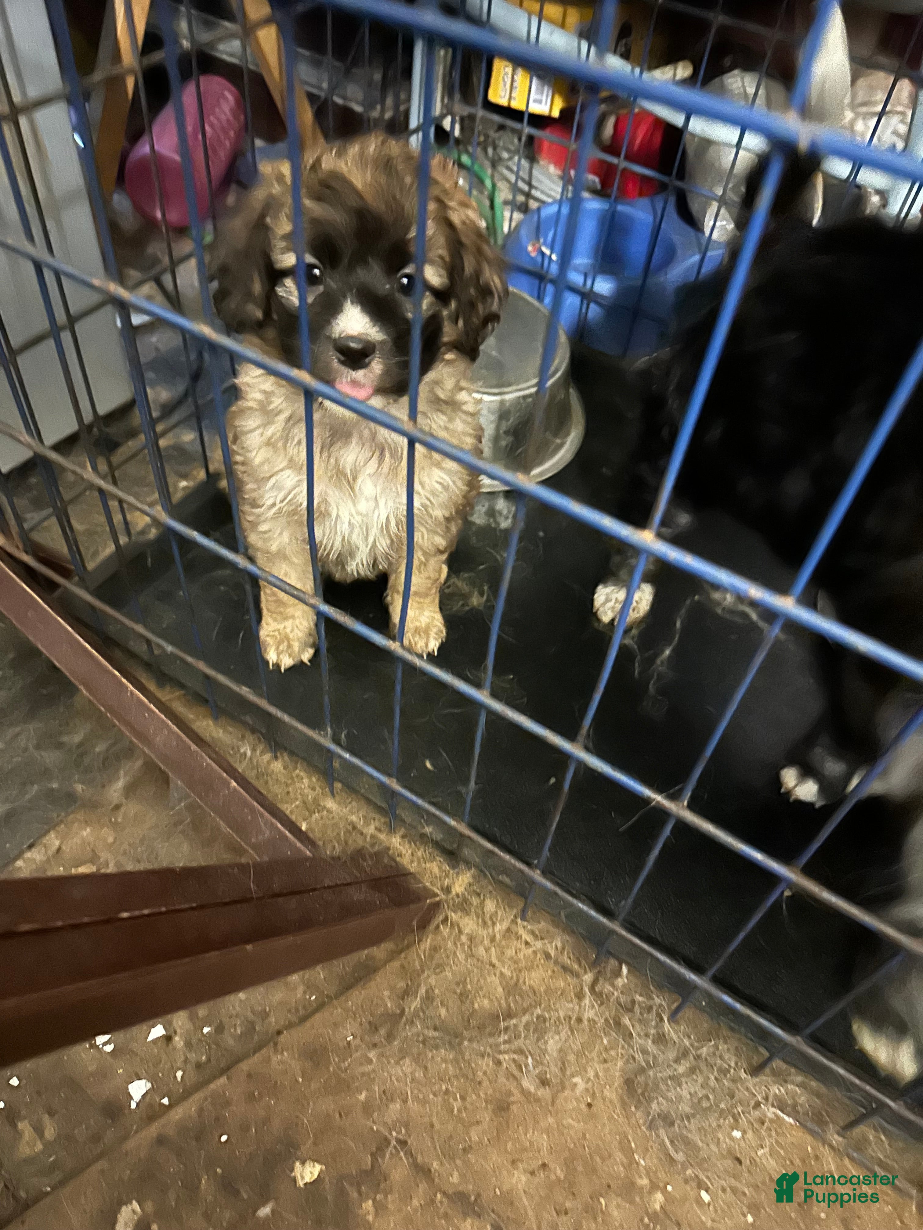 Aussiedoodle dogs Aussiedoodle Puppy 3 - Ad 36