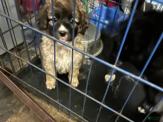 Aussiedoodle dogs Aussiedoodle Puppy 3 - Ad 36