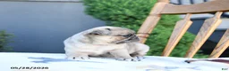 Pug dogs for sale: Lottie - Ad 4