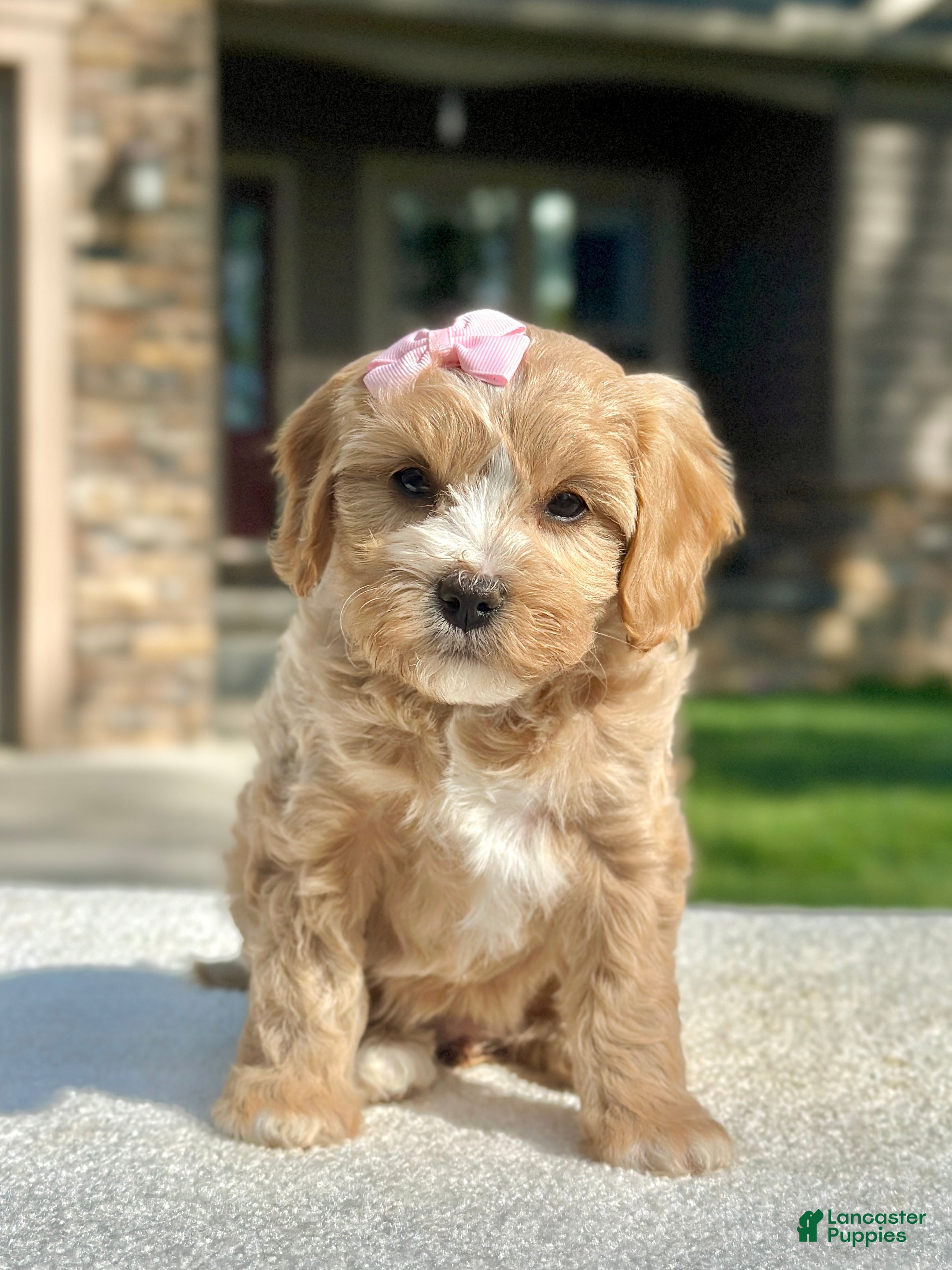 Cavapoo dogs Ginger - Ad 1