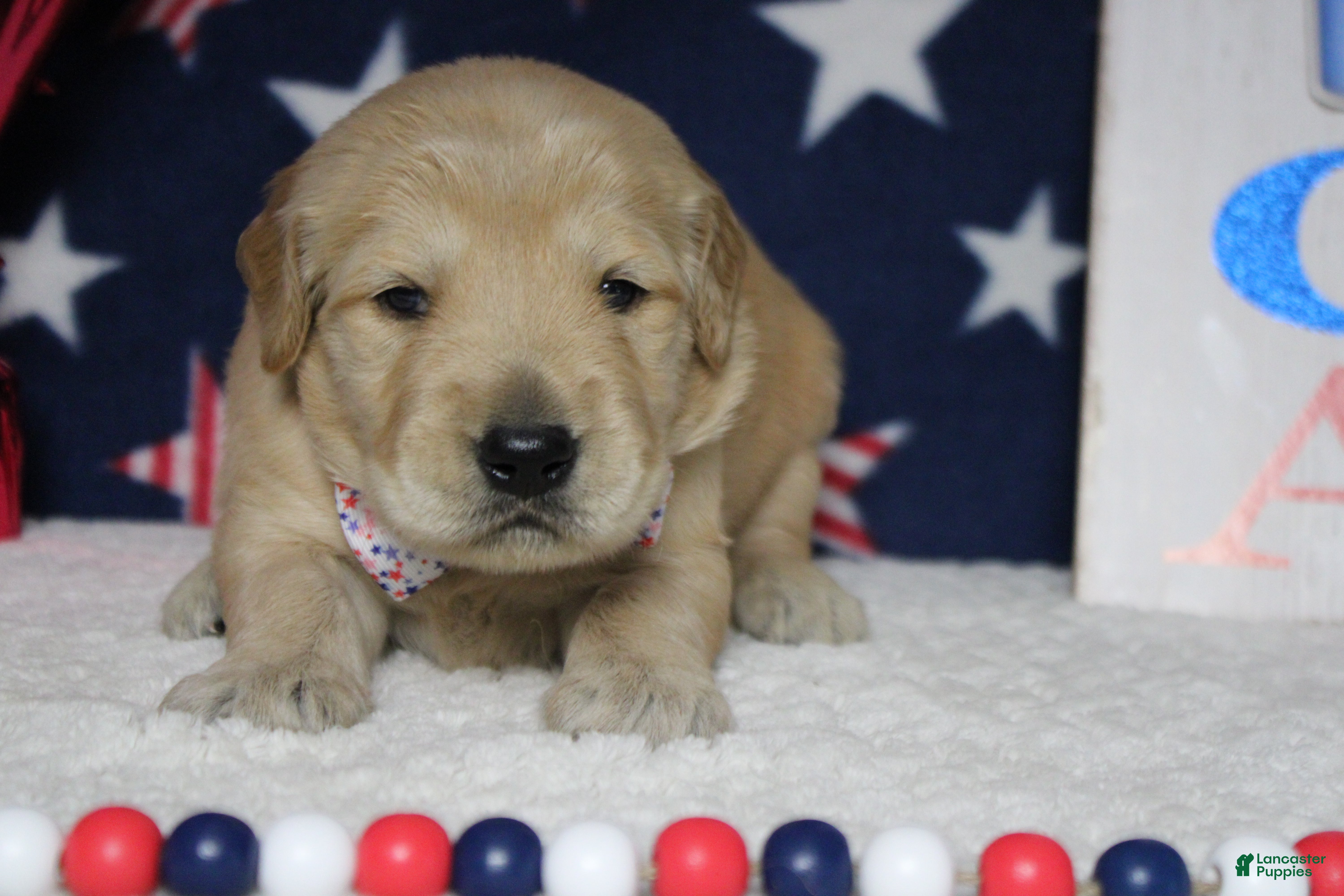 Golden Retriever dogs Babka - Ad 12