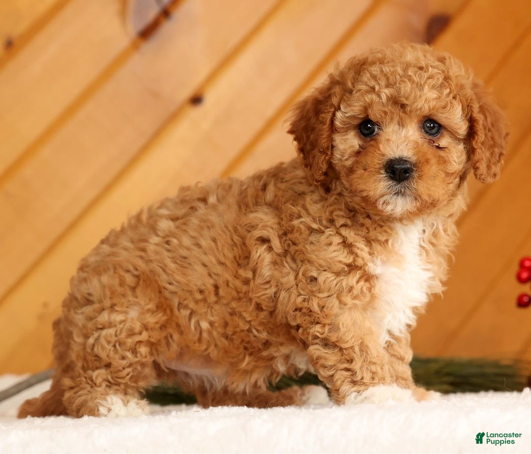 Cavapoo dogs for sale: Janie - Ad 3