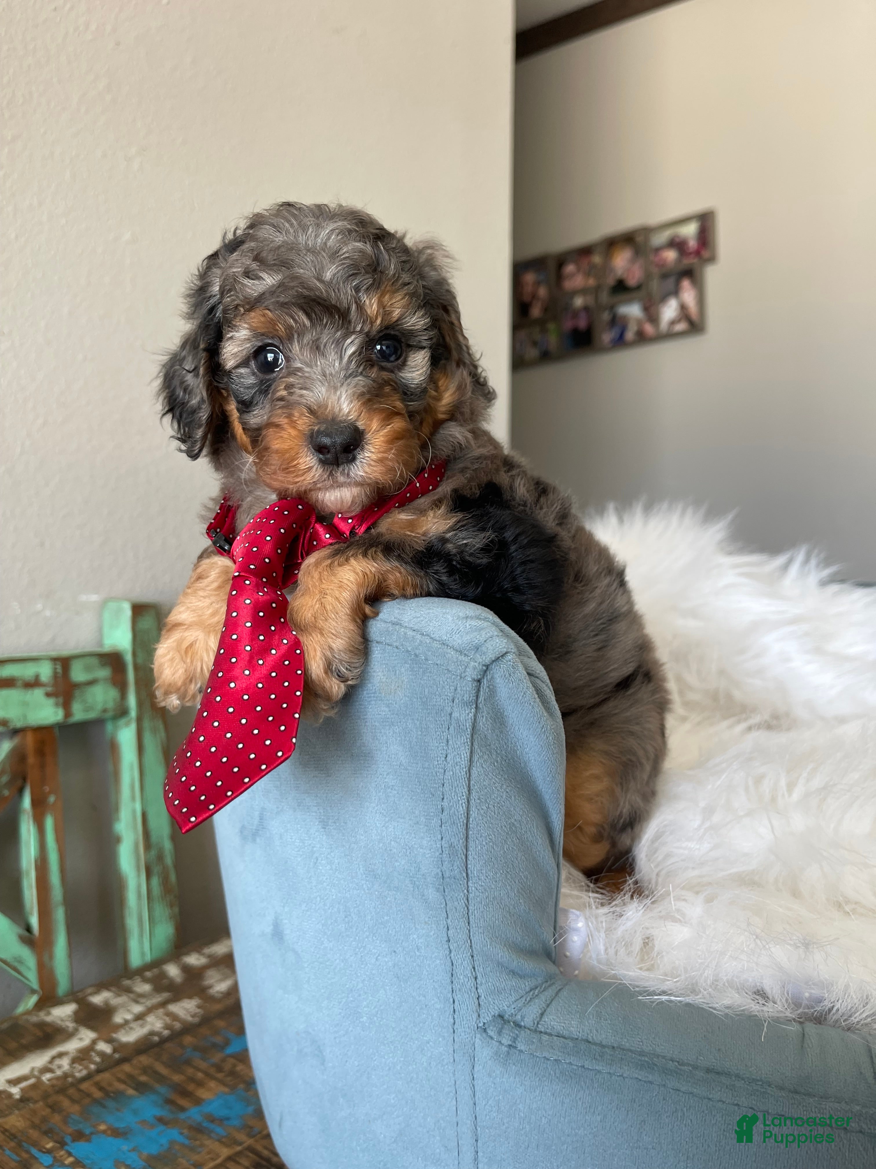 Miniature Poodle dogs Akc Blue Merle Phantom  - Ad 13